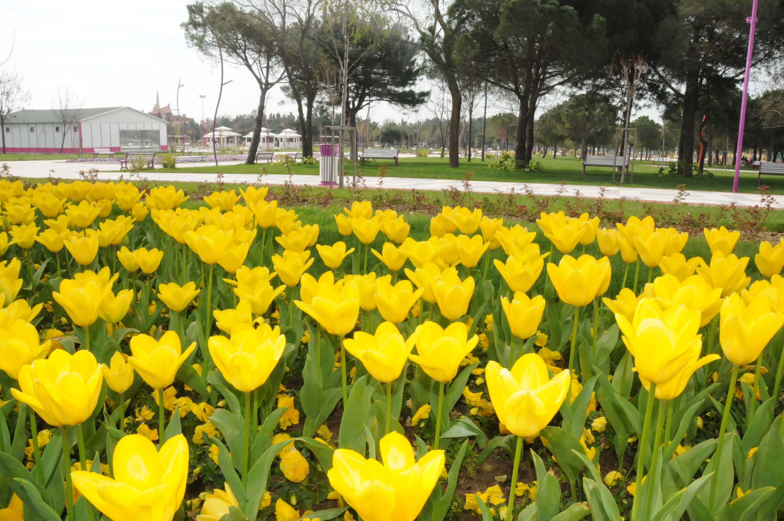 Cumhuriyet Park Bahar Mevsiminde Bir Baka Gzel