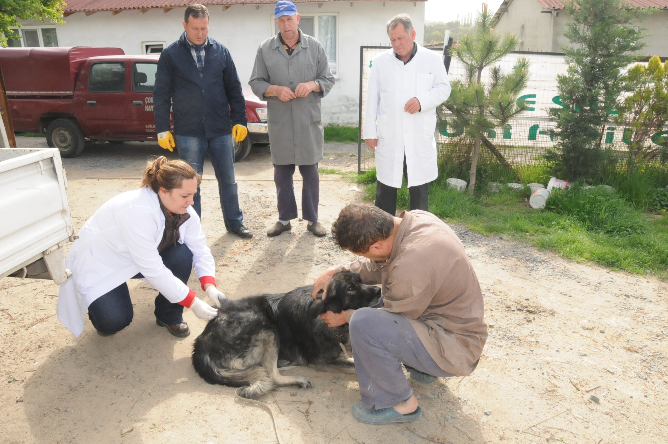 830 Adet Kpek ve Kedi Kuduz As Yapld