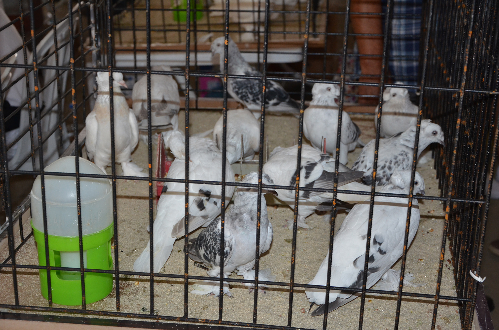 orlu 1. Uluslararas Evcil Kanatllar Fuar Dzenlendi