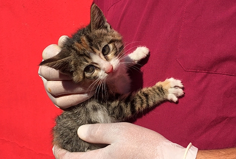 Kanalizasyona D��en Yavru Kedi Kurtar�ld�